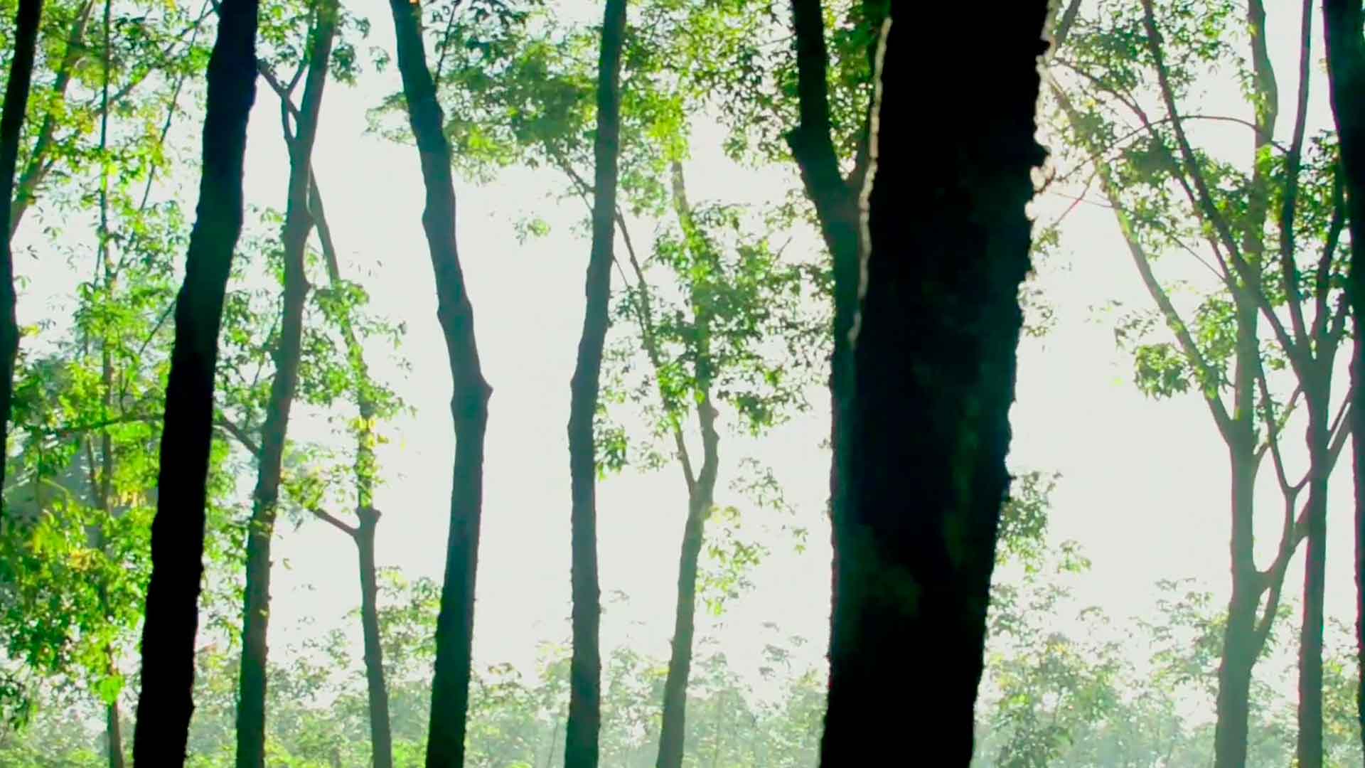 Imagem de background, floresta.
